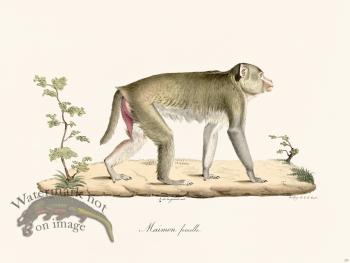 Cuvier 337 Female Maimon